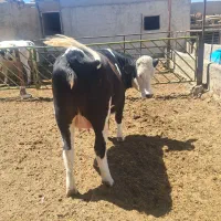 گاو|حیوانات مزرعه|فلاورجان, |دیوار