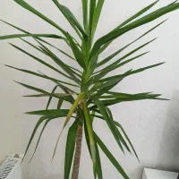 واحد110 متر رهن قیامدشت