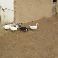 اردک ۱ ساله تخم گذار