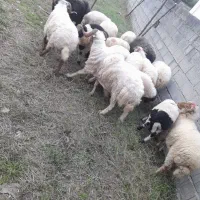 گوسفند بره نر و ماده|حیوانات مزرعه|اسالم, |دیوار