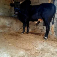 ورزاع کل تالشی گاو لیشه