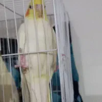 عروس هلندی لوتینو