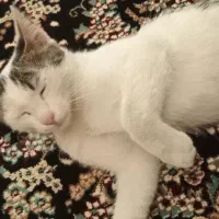 واگذاری گربه به علت کمبود جا رایگان
