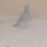 کبوتر‌پلاکی