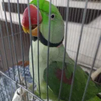 شاه طوطی.ملنگو مینا.عروس|پرنده|مشهد, ایوان|دیوار