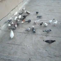 فروش کبوتر|پرنده|گرمسار, |دیوار