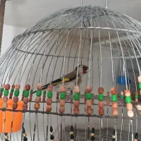 سهره