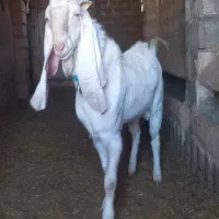 بره نر تخمی و چبوش|حیوانات مزرعه|آیسک, |دیوار