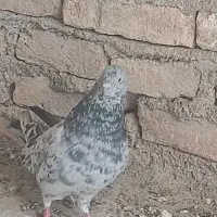 کلدم سبز وسرور|پرنده|قم, کیوانفر|دیوار