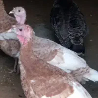 19عدد بوقلمون ماده به همراه یک عدد نر