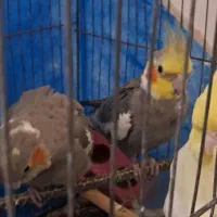 فروش عروس هلندی بعلت نداشتن جا با قیمت توافقی|پرنده|بندر ماهشهر, |دیوار