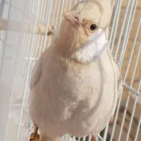 قناری سهره اهوازی نر و ماده|پرنده|قم, کلهری|دیوار