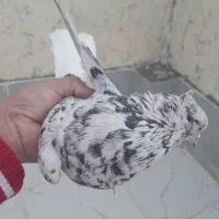 کبوتر ماده هفت رنگ دم سفید