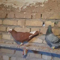 کبوتر|پرنده|اسفرورین, |دیوار