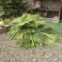 فروش برگ پالم