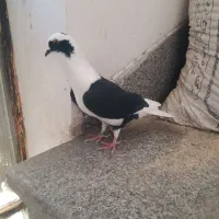 کبوتر ماده شهری پشتی و خوشرنگ دم تخت