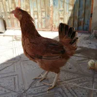 فروش مرغ وجوجه