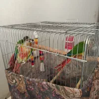 جوجه گرینچیک دستی و سخنگو