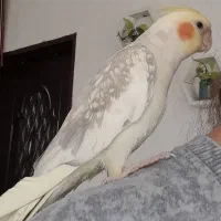 دو عدد عروس هلندی نر و سخنگو