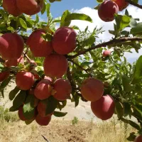 نیرو برای سیب چیدن در مراغه