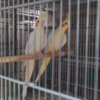 تخم و جوجه عروس لوتینو ومولد