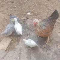 مرغ جوجه گلین با نیمچه خروس