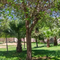 فروش 51 متر زمین تجاری گلدشت شرقی
