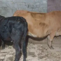 گاووگوساله لیشه چالوسی شکمدار۸ماه|حیوانات مزرعه|لولمان, |دیوار