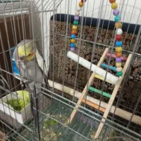 عروس هلندی با تخم|پرنده|ابهر, |دیوار