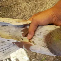 کفتر پرشی پیس خال مشکی نر