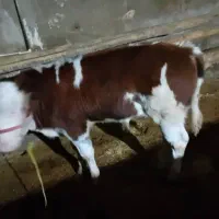 گوساله سیمینتال شرابی