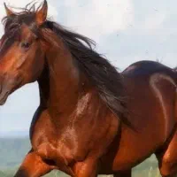 خونگیری از اسب و مادیان آبستن