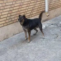 واگذارسگ نگهبان|سگ|قرچک, ولی آباد|دیوار