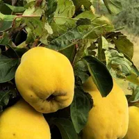 سیب سبز گلابی استوایی دراگون جکفروت|خدمات باغبانی و درختکاری|رشت, آزادگان|دیوار