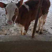 خرید و فروش،گوساله