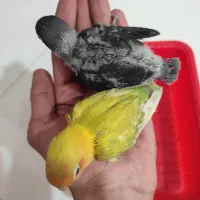 طوطی کوتوله برزیلی سرلاکی سبز