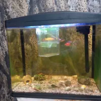 آکواریوم ماهیران|ماهی|تبریز, |دیوار