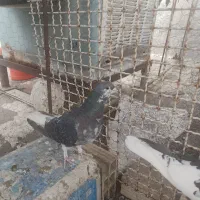 کبوتر ماده شهری کوهی گلدار