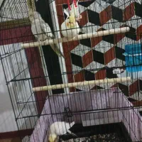 عروس هلندی سخنگو