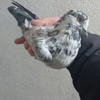 کفتر نر پرشی قاره مست مست