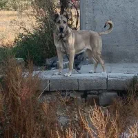 ماده سرابی دکور|سگ|سراب, |دیوار