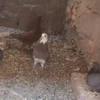 شازده کاکل دوچشمی تهرانی|پرنده|هامون, |دیوار