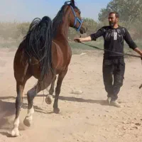 مادیان|اسب و تجهیزات اسب‌سواری|برخوار, |دیوار