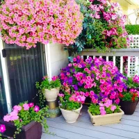 باغ ویلا طرقبه