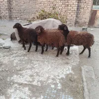 چهار عدد بره ماده افشاری درشت قلمدار