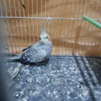 عروس گل باقالی نر ماده