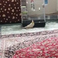 طوطی عروس هلندی سخنگو