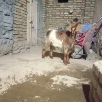 بزغاله نر|حیوانات مزرعه|بلبان آباد, |دیوار