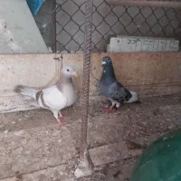 کبوتر پلاکی با چفت
