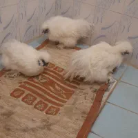 مرغ ابریشمی